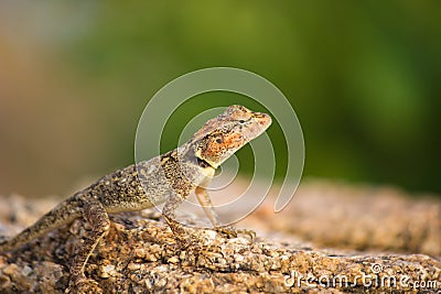 Rock Agama Lizard or the Rock Lizard camouflage Stock Photo