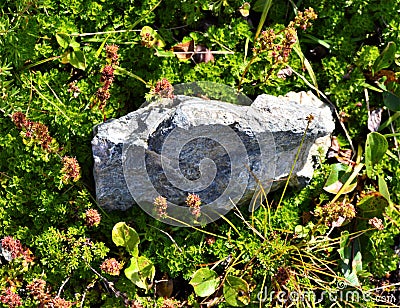 Rock Among the Green Groundcover Stock Photo