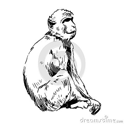 Rock Ape - Barbary Ape from Gibraltar Cartoon Illustration