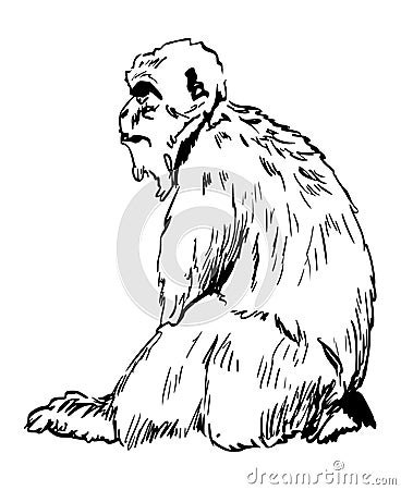 Rock Ape - Barbary Ape from Gibraltar Cartoon Illustration