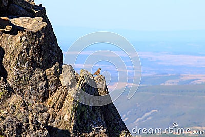 Rock bunting, PeÃ±a de Francia, Spain Stock Photo