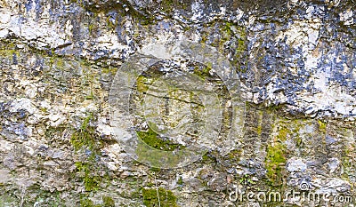 Rock covered with algae texture Stock Photo