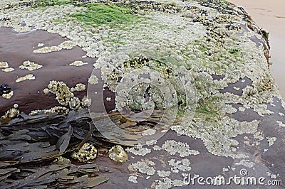 A rock covered in barnacles, mussels and seaweed Stock Photo