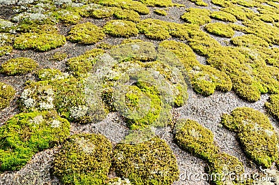 Rock covered in green moss Stock Photo