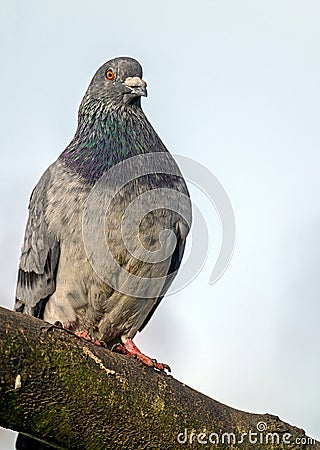 Rock dove or common pigeon or feral pigeon sitting on a branch in Kelsey Park, Beckenham, Greater London Stock Photo