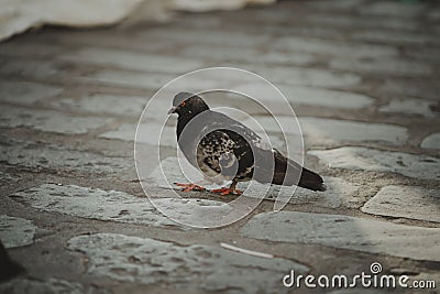 Rock dove perched upon a tiled floor surrounded by a grouping of textured stones Stock Photo