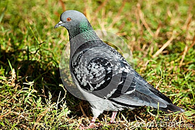 Rock Dove, Pigeon, Columba livia Stock Photo
