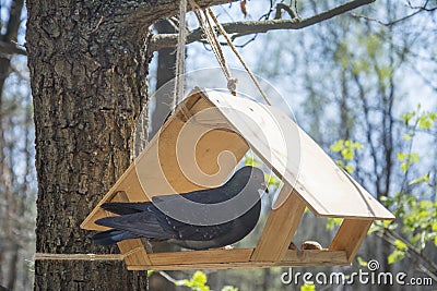 In the spring on a bright sunny day in the forest a pigeon in the feeder Stock Photo