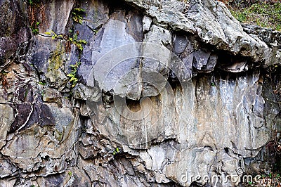 Rock Drawings in Valcamonica - capital 2 pines 1 Stock Photo