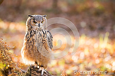 A rock eagle owl sitting in the trees. Stock Photo