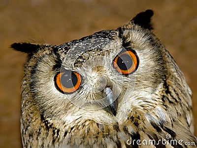 Rock Eagle Owl Stock Photo