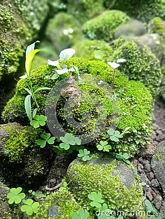 a rock full of moss in the tropical climate of the city of Bandung, Indonesia Stock Photo