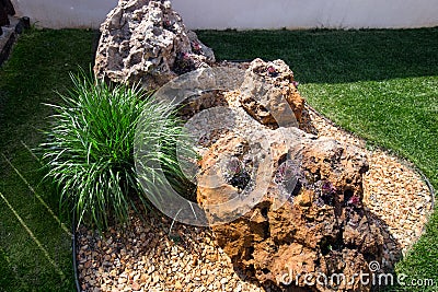 Rock garden design. Echeveria elegans and decorative cereals. Stock Photo