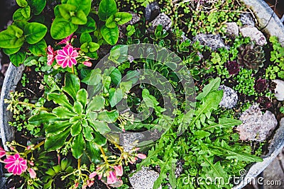 Rock garden with succulents and flowers in a metal tub Stock Photo