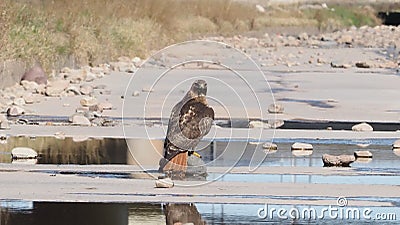 Rock On - hawk still life - Stock Photo