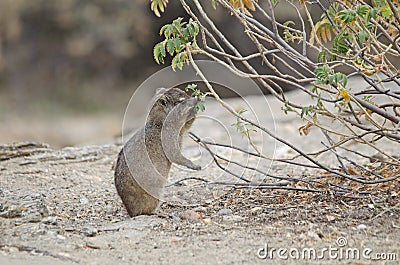 Rock hyrax dassie peers reaches out and pulls leaves to eat, in Namibia Stock Photo