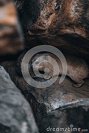 Rock Hyrax, Dassie, Procavia capensis, common in South Africa and Namibia Stock Photo