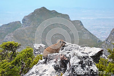 Rock Hyrax dassie or Procavia capensis in Table Mountain National Park above Cape Town Stock Photo