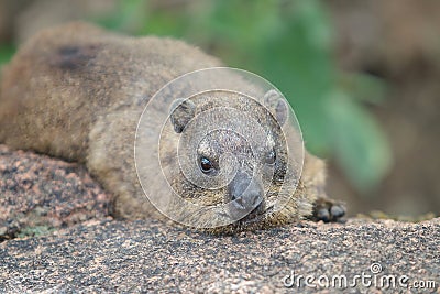 Rock hyrax, Dassie, Relaxing on a Rock Stock Photo