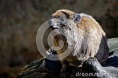 Rock Hyrax (Procavia capensis) Stock Photo