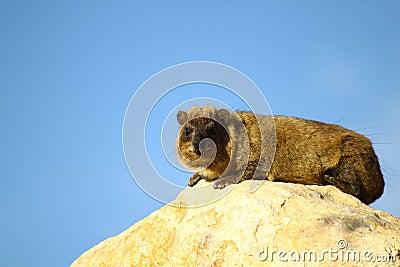 Rock Hyrax (procavia capensis) Stock Photo