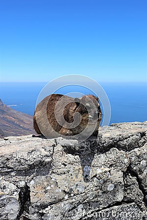 Rock hyrax on Table Mountain in Cape Town Stock Photo