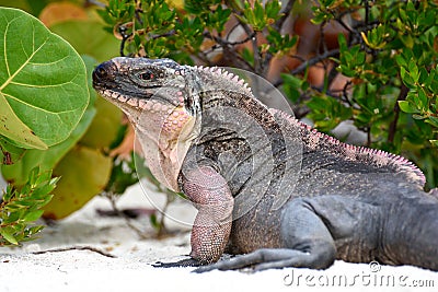 Rock Iguana. Stock Photo