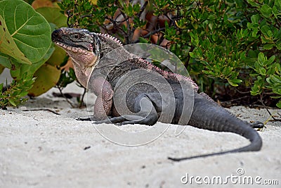 Rock Iguana Stock Photo