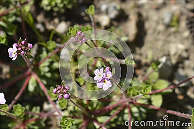 Rock jasmine Stock Photo