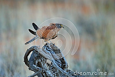 Rock kestrel, Falco rupicolus, sitting on the tree branch with blue sky, Kgalagadi, Botswana, Africa. Bird of prey in the nature Stock Photo