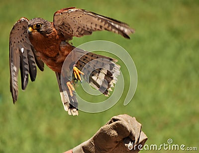 Rock kestrel Falcon Stock Photo