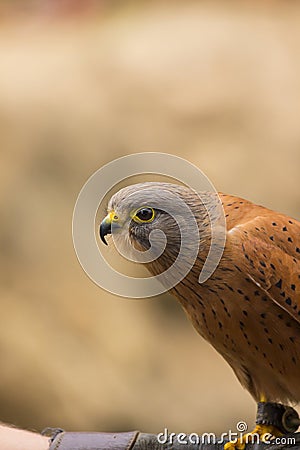 Rock Kestrel Perched on a Hand Stock Photo