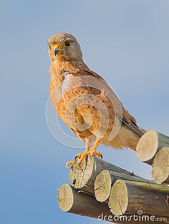 Rock Kestrel Stock Photo