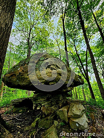 Rock Mushroom forest nature art Stock Photo