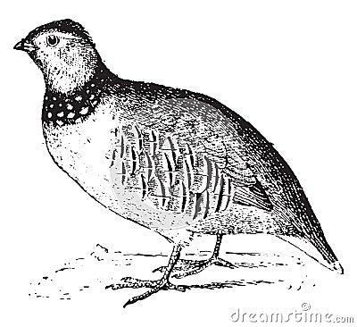 Rock partridge, vintage engraving Vector Illustration