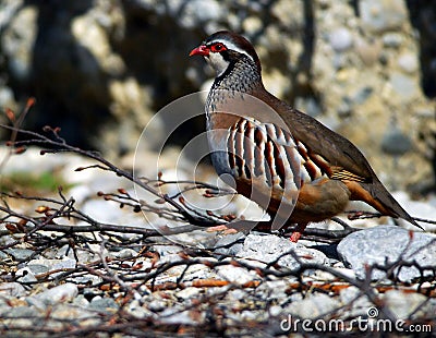 Rock patridge; greek partridge Stock Photo