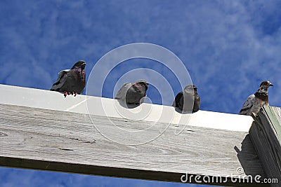 Rock Pidgeons Hanging out at the Boardwalk Stock Photo