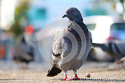 Rock pigeon in frontal view waiting on the ground in front of a blurry urban background in the sun and looking to Stock Photo