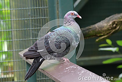 A Rock Pigeon standing on a wooden ledge Stock Photo