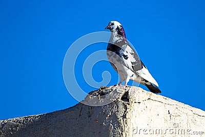 Rock Pigeon with unusual white and purple coloration Stock Photo