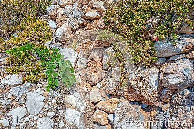 Rock plants in Glyfa on Corfu, Greece. Stock Photo