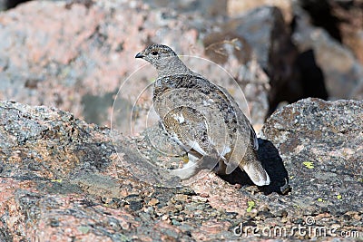 Rock ptarmigan at alert Stock Photo