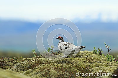 rock ptarmigan (Lagopus muta) Iceland Stock Photo