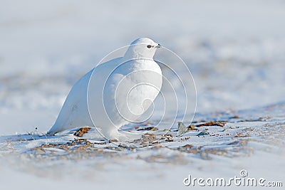 Rock Ptarmigan, Lagopus mutus, white bird sitting on snow, Norway. Cold winter, north of Europe. Wildlife scene in snow. White bir Stock Photo