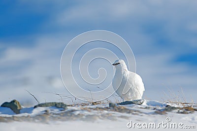 Rock Ptarmigan, Lagopus mutus, white bird sitting on snow, Norway. Cold winter, north of Europe. Wildlife scene in snow. White bir Stock Photo