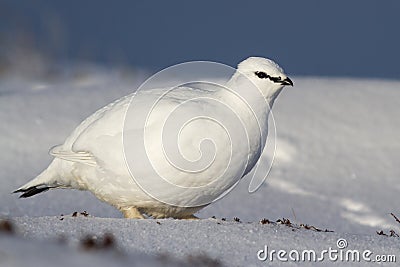 Rock Ptarmigan male who stands in the winter tundra Stock Photo