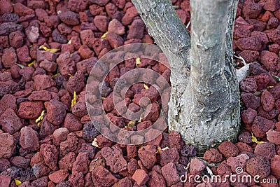 Rock and red soil under the base of the tree Stock Photo