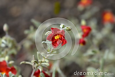 Rock rose Fire Dragon Stock Photo