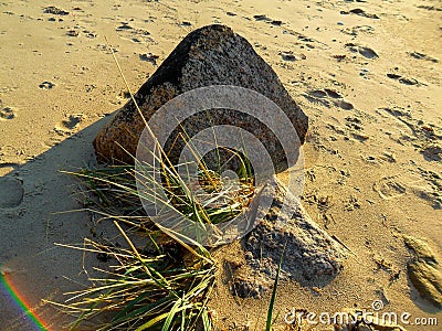 Rock in sand on the beach Stock Photo