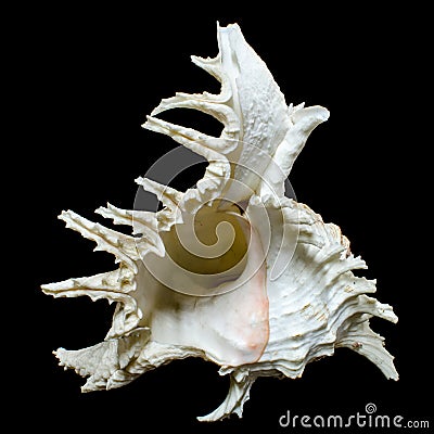 Rock shell or Ramose murex chicoreus seashell Stock Photo